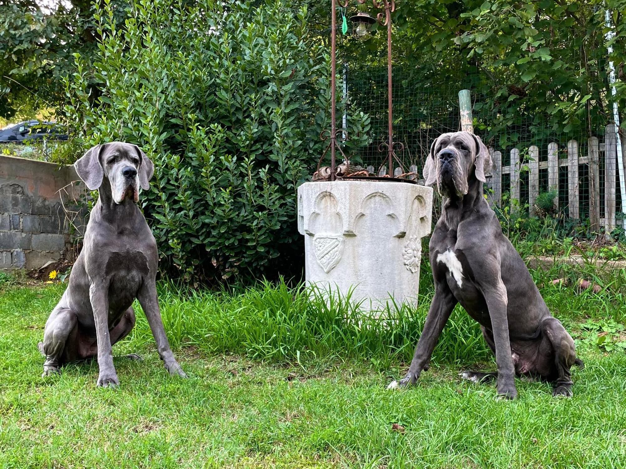 Bnb Dog And Friend Rocchetta Tanaro Buitenkant foto