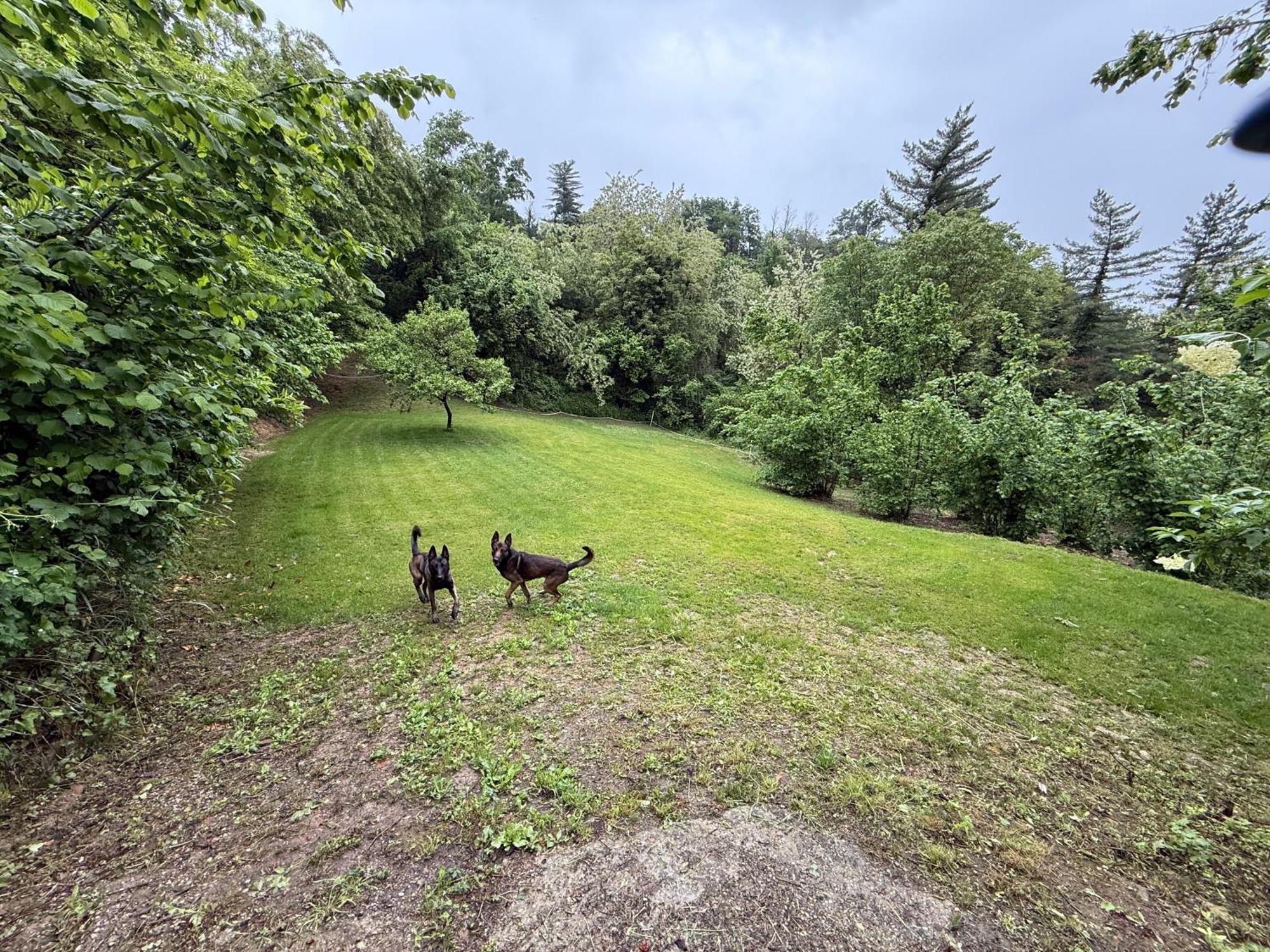 Bnb Dog And Friend Rocchetta Tanaro Buitenkant foto